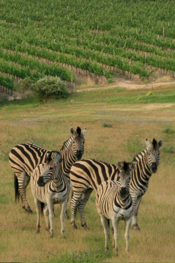 Wildlife Retreat On A Wine-Farm Villa Municipalità locale di Municipalità locale di Stellenbosch Esterno foto