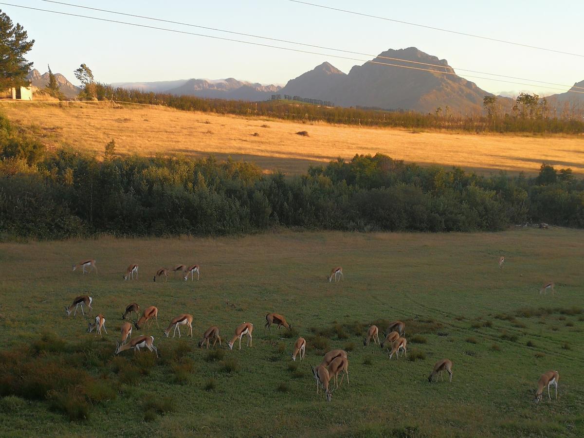 Wildlife Retreat On A Wine-Farm Villa Municipalità locale di Municipalità locale di Stellenbosch Esterno foto